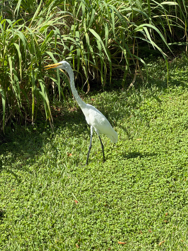 Great Egret