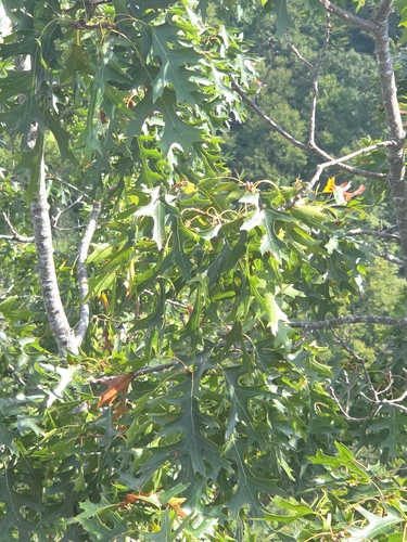 scarlet oak