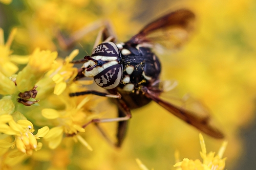 Bald-faced Hornet Fly