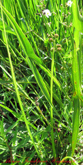 Sagittaria trifolia