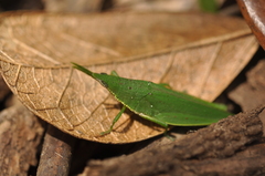 Schulthessia biplagiata