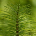 Great Horsetail - Photo (c) Eric Verna, some rights reserved (CC BY-SA), uploaded by Eric Verna