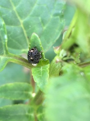 Cionus scrophulariae