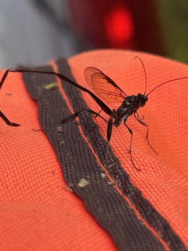 American Pelecinid Wasp