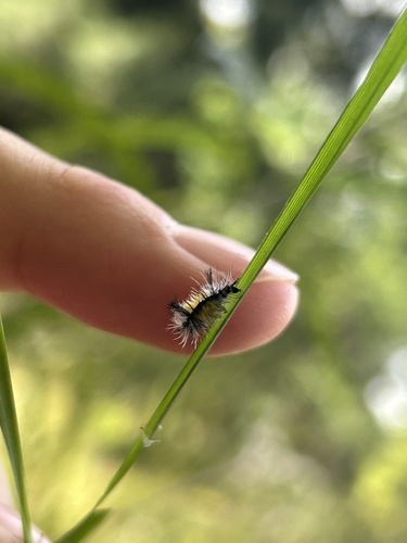 Milkweed Tussock Moth