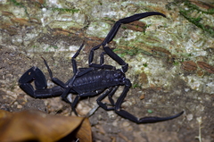Tityus obscurus