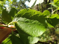 Celastrus orbiculatus