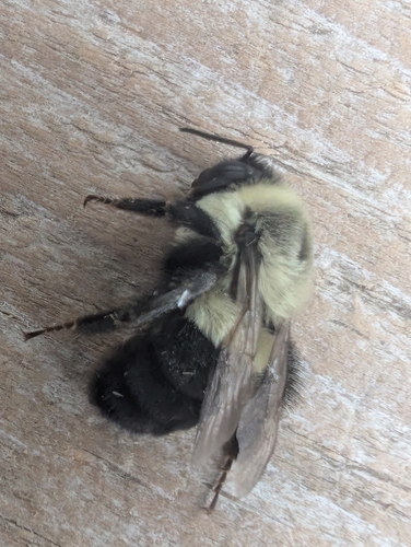 Common Eastern Bumble Bee