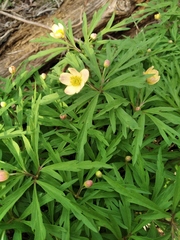 Anemonoides uralensis