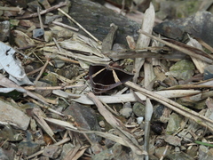 Fodina contigua