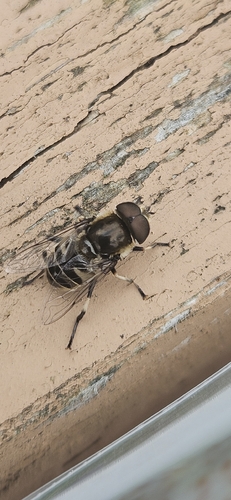 Black-shouldered Drone Fly