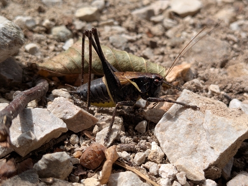 Alpine Dark Bush-cricket