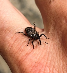 Mechistocerus
