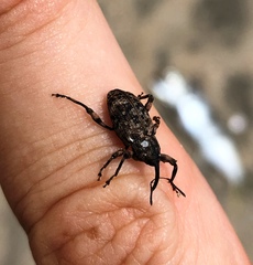 Mechistocerus