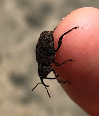 Mechistocerus