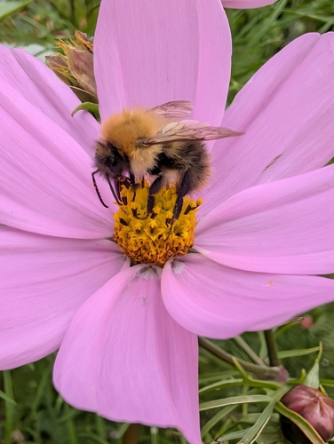 Common Carder Bumble Bee