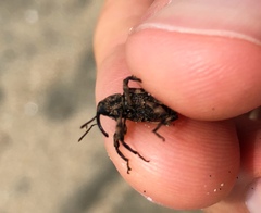 Mechistocerus