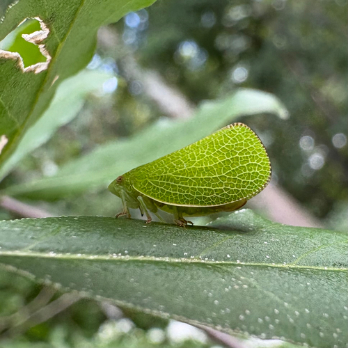Green Cone-headed Planthopper