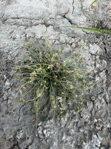 Small-Flower Halfchaff Sedge