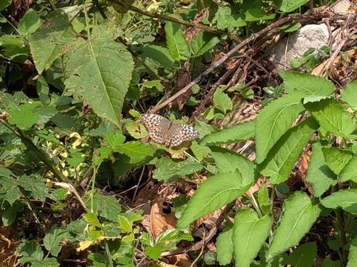 Silver-washed Fritillary