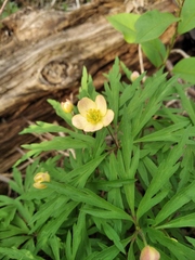 Anemonoides uralensis