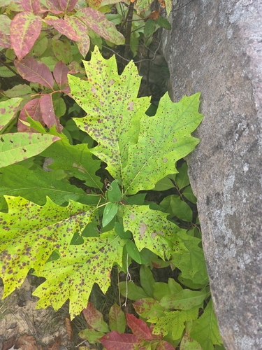 northern red oak