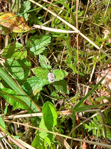 Germander Speedwell Gall-midge