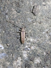 Sybra ordinata flavostriata