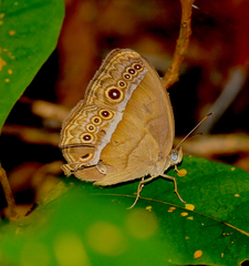 Mycalesis orseis