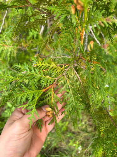 northern whitecedar