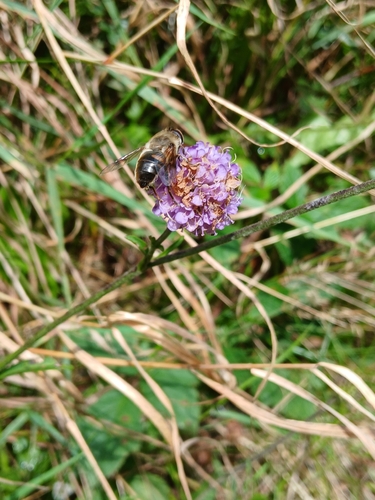 Common Drone Fly