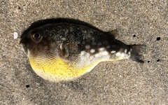 Chelonodontops patoca