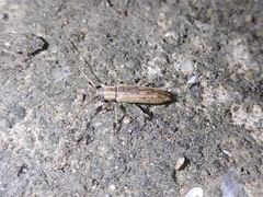 Sybra ordinata flavostriata