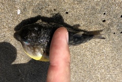 Chelonodontops patoca