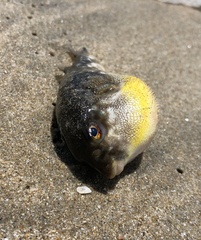 Chelonodontops patoca