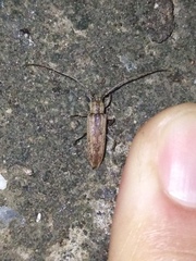 Sybra ordinata flavostriata