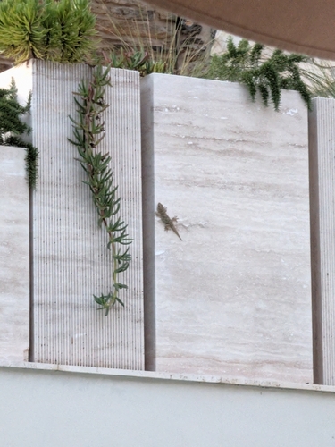 Moorish Gecko