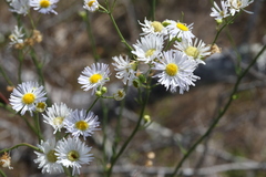 Erigeron vernus