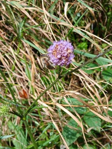 Devil's-bit Scabious