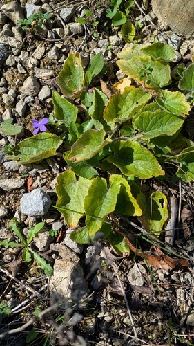 Viola hirta, photograph 5