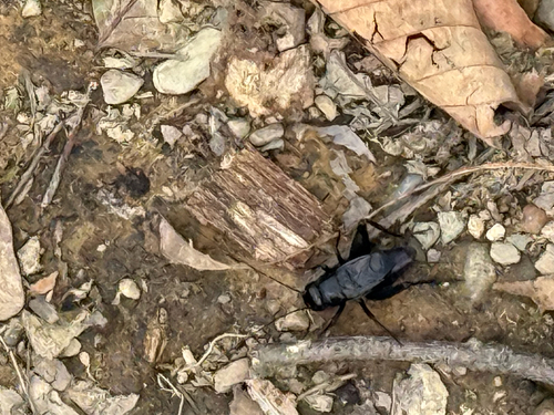 Fall Field Cricket