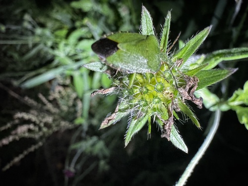 Green Shield Bug