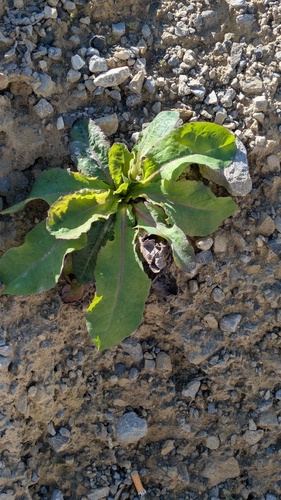 Lactuca virosa
