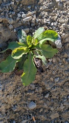 Lactuca virosa