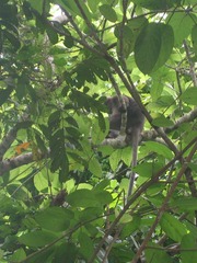 Trachypithecus obscurus styx