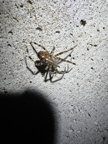 Cross Orbweaver