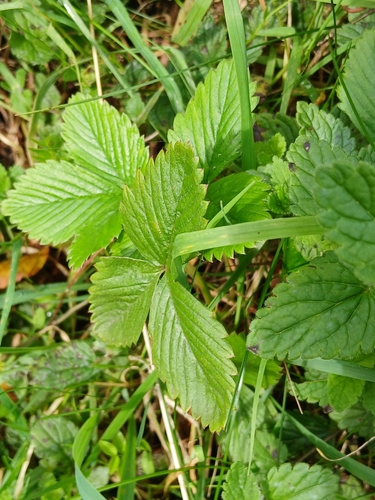 woodland strawberry