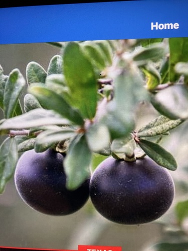 Texas Persimmon