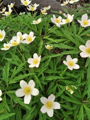 Anemonoides uralensis