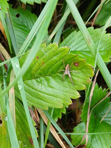 European Nursery Web spider